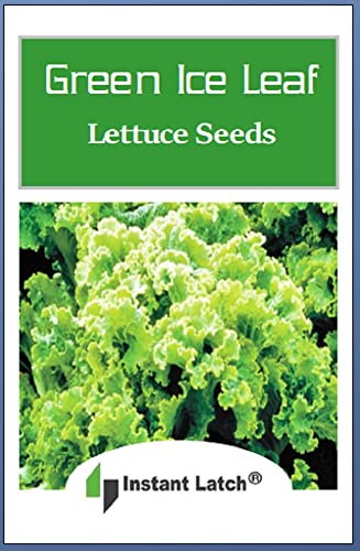Instant Latch 500 Green Ice Leaf Lettuce Seeds NonGMO Heirloom Fresh Garden Seeds - Thumbnail 2