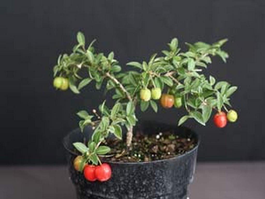 Creative Farmer Live Plant Blossom Barbados Cherry (West Indian Cherry) Exotic Fruit (1 Healthy Live Sweet Fruit Plant)_PLANT-84-BARBADOSCHERRY447ll@ (B08P5RFYGW) Amazon Price History, Amazon Price Tracker