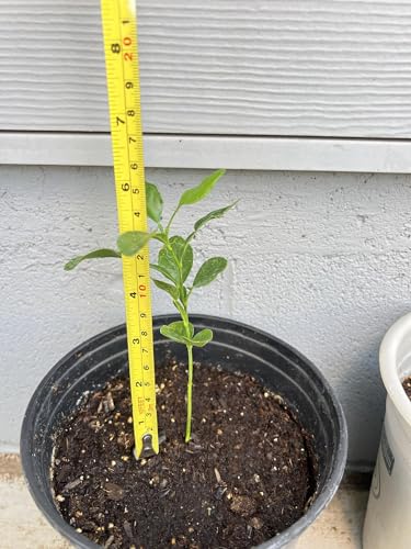 Live Kaffir Lime Tree Plant, Citrus Hystrix, Plant Starter Kit - Cannot Ship to FL, AZ, TZ, CA, LA, HI