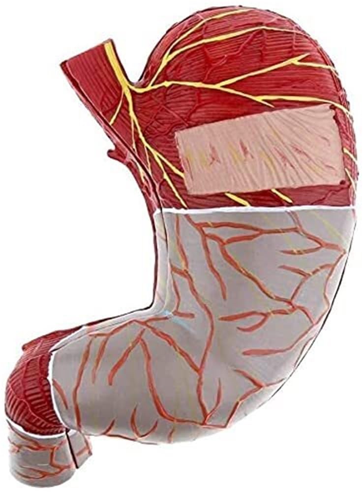 Model anatomii przewodu pokarmowego - szczegółowa replika układu