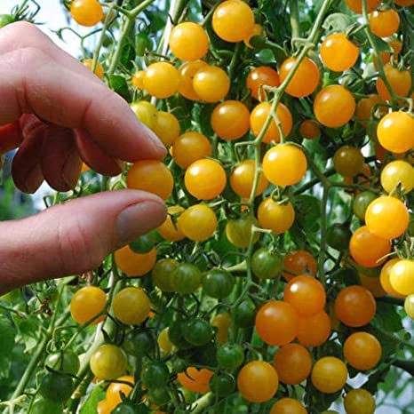 JIGNISHASEEDS Hybrid Yellow Cherry tomato Vegetable Seeds | Easy To Grow Seeds | Home Gardening Vegetable Seeds | Spring Season Vegetable Seeds | Seeds For Planting | High Germination Seeds Pack Of 50 (B0C9MYM7TG) Amazon Price History, Amazon Price Tracker