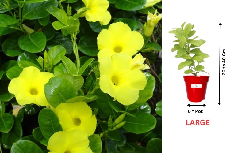 Image of Indian Gardens - Allamanda Yellow Creeper /Pentalinon Luteum Vine Flowers live plant | Outdoor Plant (White, 6 'Terracotta)