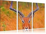 Pinède Brancard Magnifique 3 pièces l\'image gazelle dorcas NewArt image de toile 120x80 sur toile, énorme XXL Photos complètement encadrée avec civière, art impression sur murale avec cadre, moins cher que la peinture ou la peinture à l\'huile, aucune affiche ou un poster