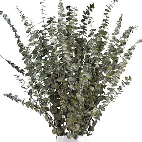 Ruidazon 16 Pcs Dried Eucalyptus Stems, 18" Natural Preserved Fresh Eucalyptus Branches Bundle Real Eucalyptus Plants Leaves for Home Wedding DIY Baby Shower Flower Arrangements Decor