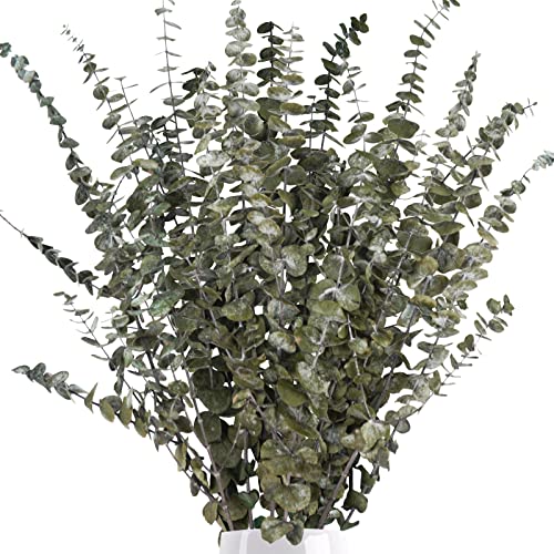 Ruidazon 16 Pcs Dried Eucalyptus Stems, 18" Natural Preserved Fresh Eucalyptus Branches Bundle Real Eucalyptus Plants Leaves For Home Wedding Diy Baby Shower Flower Arrangements Decor #TOP3