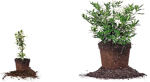 Perfect Plants Planta viva de jazmín confederado, maceta de 1 galón, incluye guía de cuidado y planta viva Gardenia a prueba de heladas, maceta de 1