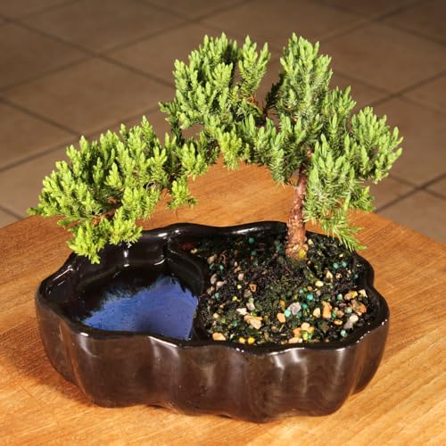 Juniper Live Bonsai Tree