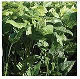 David's Garden Seeds Cover Crop Iron-and-Clay D1125HJ (Green) Open Pollinated One Ounce Package