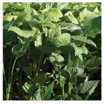 David's Garden Seeds Cover Crop Iron-and-Clay D1125HJ (Green) Open Pollinated One Ounce Package David's Garden Seeds Cover Crop Iron-and-Clay D1125HJ (Green) Open Pollinated One Ounce Package