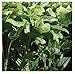 David's Garden Seeds Cover Crop Iron and Clay D1125HJ (Green) Open Pollinated One Ounce Package