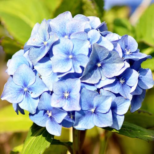 YouGarden Hydrangea 'Blue Mophead' Standards, Pair of Established Standards in 18cm Pots, Approximately 80-100cm Tall, Ready to Plant, Grow in Garden Borders or Patio Pots