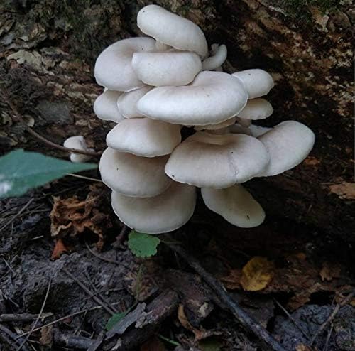 Miniatura 2 de 3.53 oz/4 onzas de micelio de hongos ostra de olmo blanco para cultivar hongos gourmet y medicinales en casa o comercialmente - Uso para crecer en