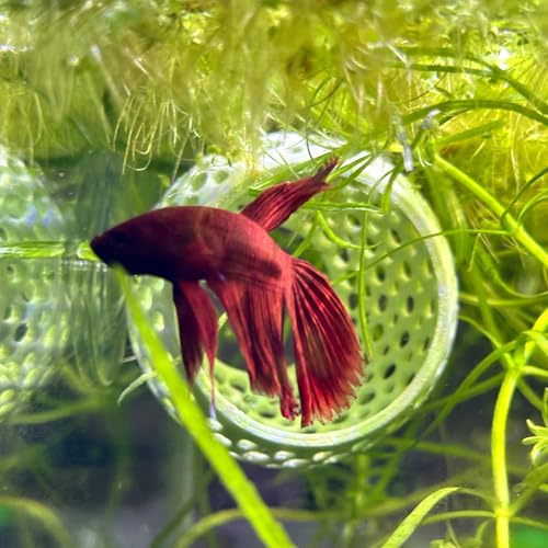 Image of CTWPets Natural Betta Bulb Hide | Betta Rest Fish Tank Ornament | Aquarium Cave with Suction Cup for Small Fish Tank, Betta Habitat, Shrimp Hideout, Aquatic Decor (Forest Green)