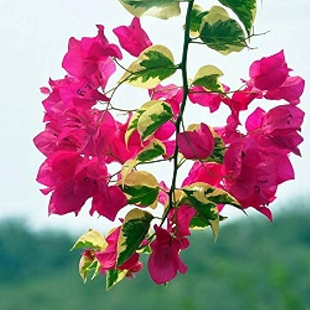 Bougainvillea Losing Leaves Common Reasons And How To Fix