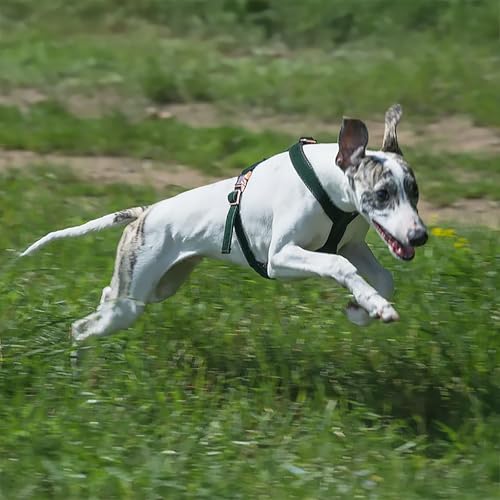 EDEL&SCHNELL Whippet Galgo Greyhound Windhund Hundegeschirr verstellbar dunkelgrün Größe XL Geschirr für große Hunde aus Samt