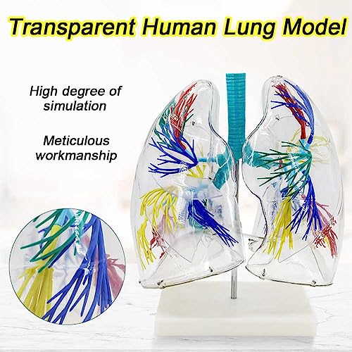 Modèle de poumon transparent pour étude anatomique de l'arbre bronchique - 3