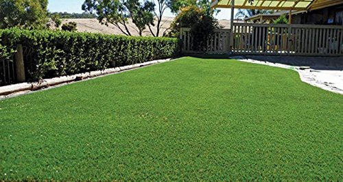 Seedscare India Turf Grass Seed 10000 Gram- 10 kg