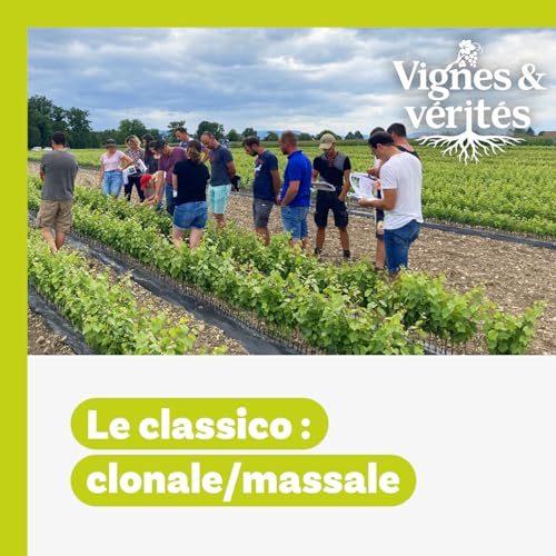 VIGNES & V&Eacute;RIT&Eacute;S. Le Classico : clonale/massale