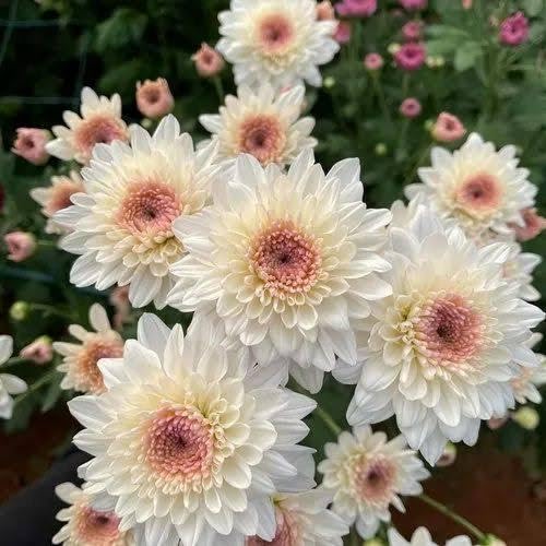 Anuraj farms Garden white Chrysanthemum Live Plants, chamanthi, sevanthi,White-Pink Blooms, Hardy Perennial Flowers