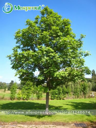 Bonsai Samen 10pcs Esche, Gemeine - Fraxinus excelsior Samen Bonsai-Baum  Grove - DIY Gartenarbeit! Sehr einfach zu wachsen! : Amazon.de: Garten