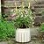 COLOtime 3Pack Bamboo Trellis 16 Inch Fan Shaped Small Plant Trellis for Indoor Potted Plants Climbing Monstera Orchid Vine Hoya Houseplant