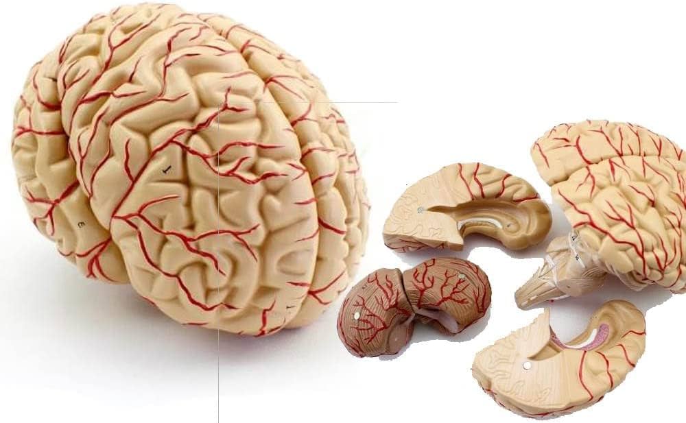 Amazon.co.jp: 人体模型 脳 模型 実物大 9分解 取り外し可能 : 産業