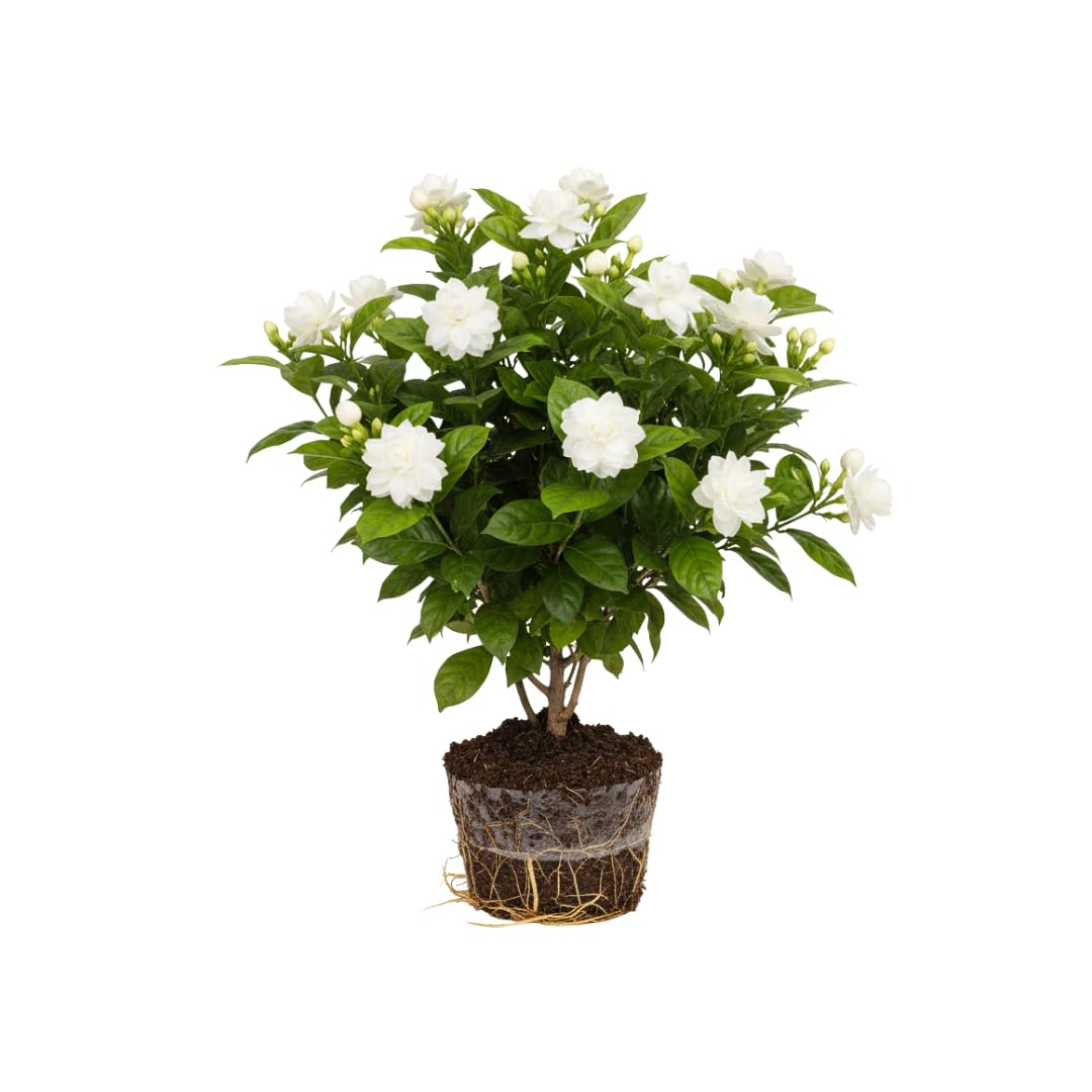 Amazon.com : Grand Duke of Tuscany Jasmine Plants Live, Arabian