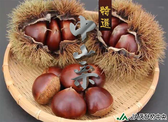 Amazon.co.jp: 栗 中山栗 生栗 4L～Lサイズ 2kg 愛媛県産 JAえひめ中央