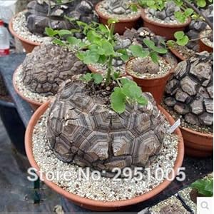 3 stuks Tartaruga Back, Piede Elefante, Pane Hottentots’ (Dioscorea elefantipi) Bonsai casa giardino T003