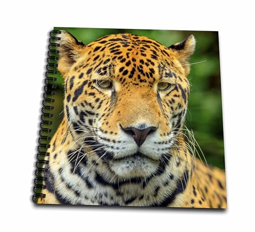 Livre de dessin jaguar Panthera Onca pour croquis de voyage