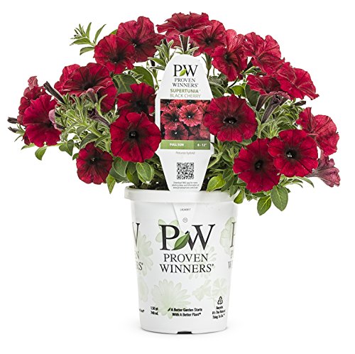 Supertunia Black Cherry (Petunia) Live Plant, Dark Red Flowers with Black Accents, 4.25 in. Grande
