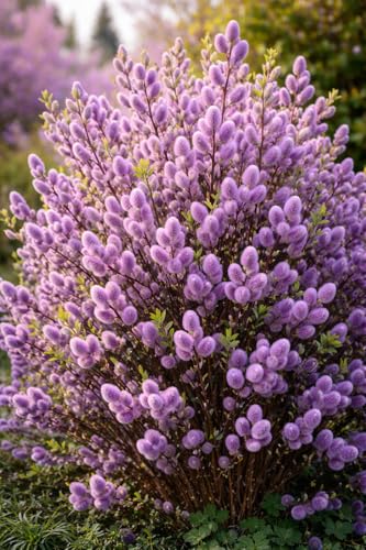 Purple Pussy Willow Tree Cuttings to Grow -Stunning Purple Spring Catskins (2 Cuttings)