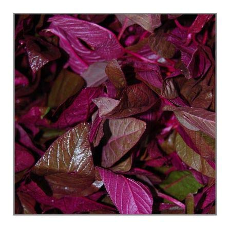 Golden Hills Farm® (AVG 10000-20000) seeds Hybrid Red Spinach High Yield Amaranthus Leaf Rich Lal Saag Cheera Seeds (B0867LQ7DV) Amazon Price History, Amazon Price Tracker