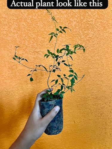 Image of live plants (JASMINE)