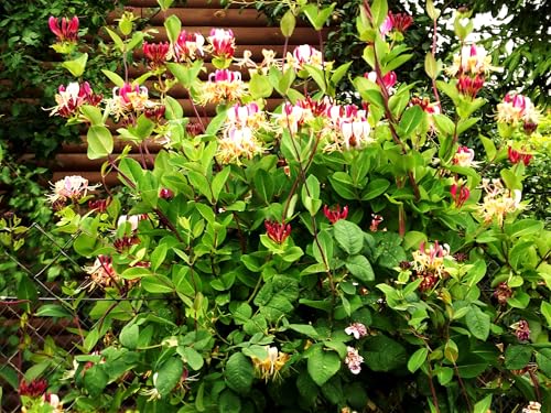 Greenwood Nursery: Live Shrub Plants - Winter Honeysuckle + Lonicera Fragrantissima - [Qty: 2X 3.5 Pots] - (Click for Other Available Plants/Quantities)
