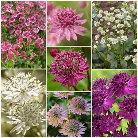 Astrantia Flower Seeds 20pcs Mixed