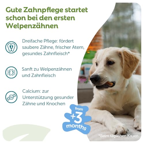 WHIMZEES Puppy Stix XS/S, 28 Stück – Größe XS/S, Kaustangen für kleine Welpen, Getreidefrei, Natürlich, ohne Zuckerzusatz