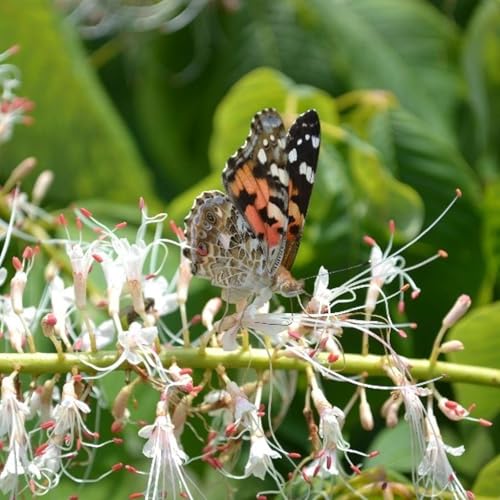 Season 3 Episode 6 &ndash;with Wendy Leuenberger, graduate student at Michigan State University&rsquo;s Zipkin Quantitative Ecology Lab