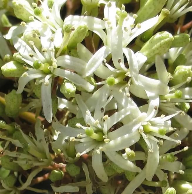 Live Curry Leaf Plant Curry Tree Sweet Neem Plant White Flowers Black Fruit 9-12 Inch Tall Half Gal Pot- No Ship CA