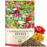 SunHaven Seeds Zinnia Seeds – California Giants Mix – 4,000+ Seeds – 1 oz Bulk Extra Large Resealable Packet – Premium Heirloom Zinnia elegans Seeds with Giant Blooms in Vibrant Colors