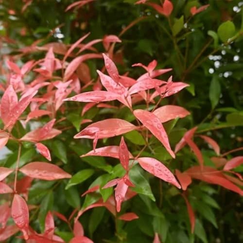 Christina Tree Live Lilly Pilly Syzygium Campanulatum Plant Garden Screening Borders and Foliage Filled Outdoor Greenery Pack of 1