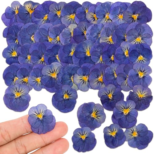 50 flores secas violetas prensadas para moldes de resina y manualidades