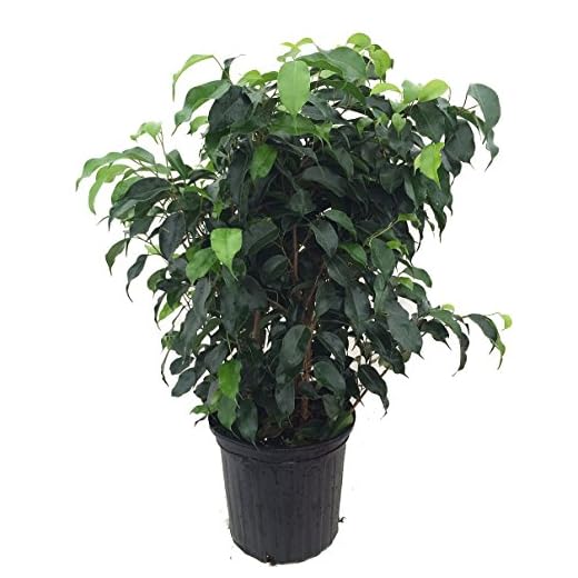 Wintergreen Weeping Fig Tree - Ficus - Great Indoor Tree for Low Light - 8" Pot