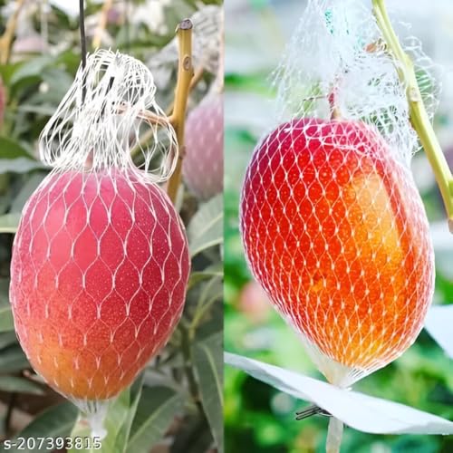 Image of Original Japanese Eggs Of Sun Miyazaki Mango Fruit Healthy Live (Grafted) plant 2Ft-2.5 Feet) for Home Garden Tree Pack of 1.