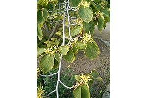 Hamamelis Virginiana: Cultivate Witch Hazel Seeds for Natural Healing