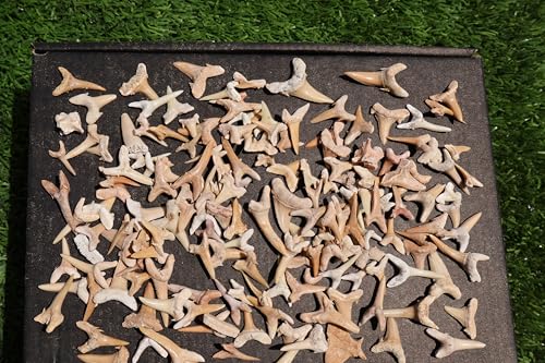 Image of Great Collection of Shark Teeth Fossil Shark Teeth Fossils for Kids Fossils from Morocco A256