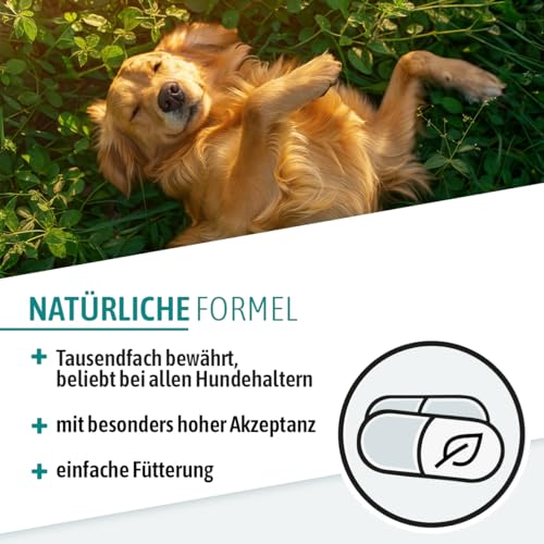 Foto von AniGo Wurmkraut PET Kapseln 50 Stück – für Hunde, mit echtem Wurmkraut (Artemisia Absinthium) in rezepturbasierter Pflanzenformel, geeignet für Hunde Aller Rassen