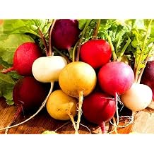 Radish Rainbow Mix Red Yellow Purple White 500 Seeds + Plant tag + Freebie - Coloured Garden