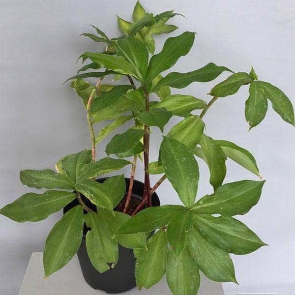See full amazon price history chart for Mphmi Costus igneus, Insulin - Plant Mphmi Costus igneus, Insulin - Plant (B096WGZ683) Amazon Price History, Amazon Price Tracker