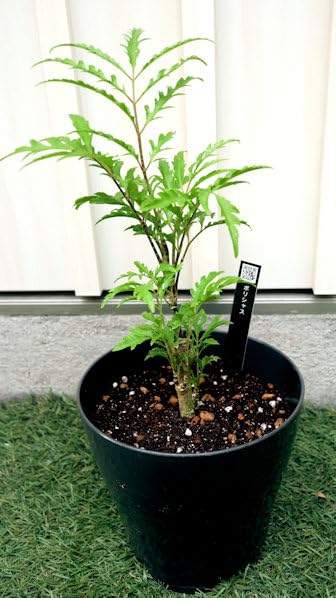 Amazon｜観葉植物 ポリシャス (タイワンモミジ) プラ鉢植え｜観葉植物